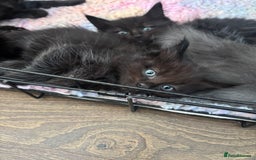 Maine Coon cats for sale: Stunning Maine Coon X  - Image 5