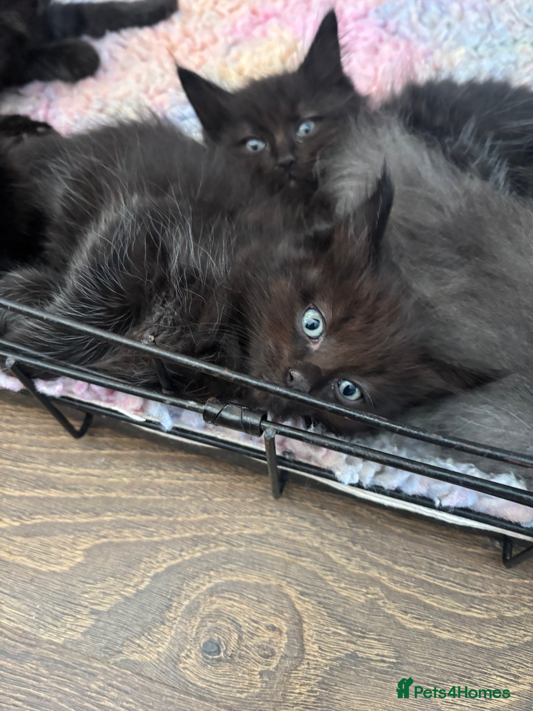 Maine Coon cats for sale: Stunning Maine Coon X  - Image 5