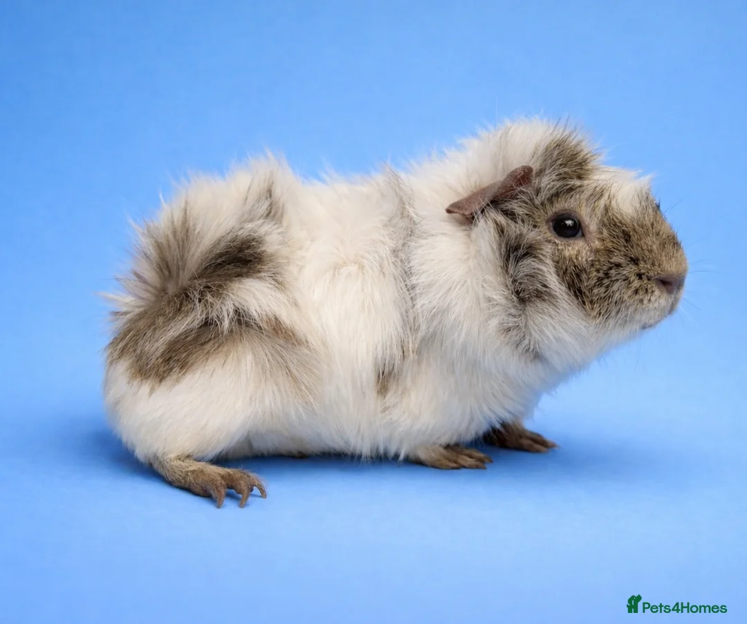 Guinea Pig rodents for sale: Guinea Pig male Dalmatian Abyssinian - Advert 2