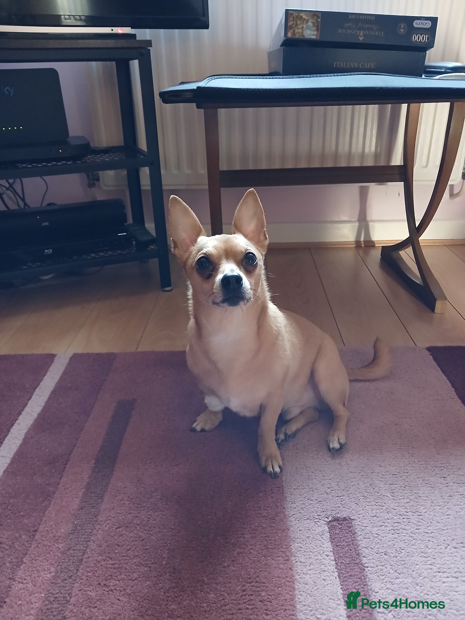 Pomchi dogs Sandy - Advert 2