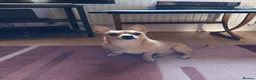 Pomchi dogs for sale: Sandy - Advert 1