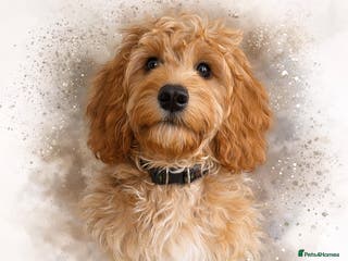 Cockapoo dogs Stunning proven F1 cockerpoo for stud - Advert 2