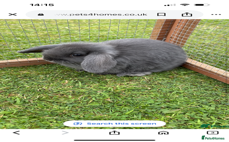 Mini Lop rabbits - Advert 13