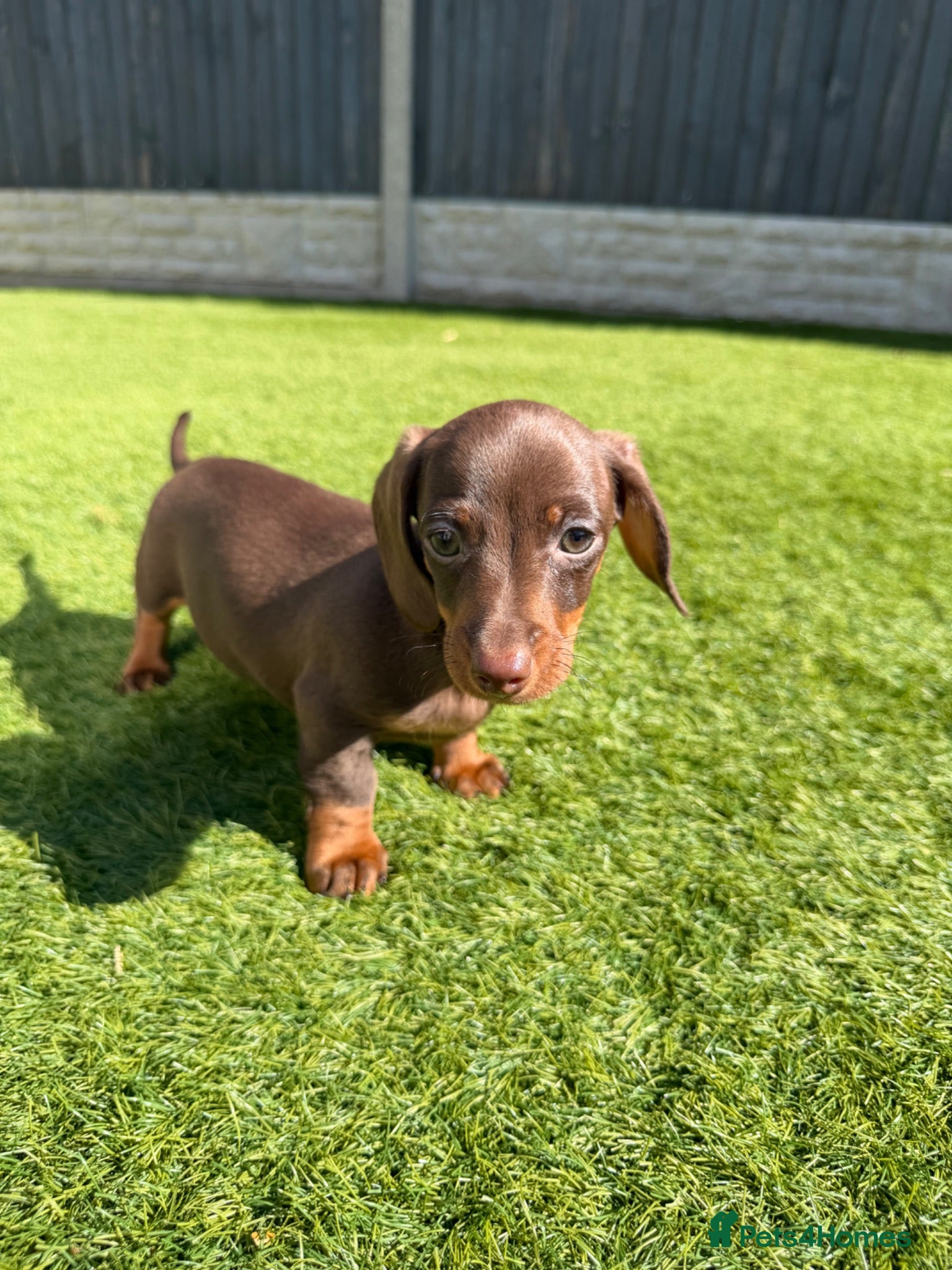 Dachshund dogs Miniature Dachshund Puppies  - Advert 2