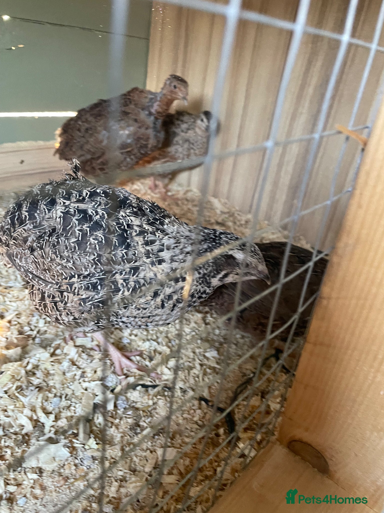 Quail poultry Male quail for rehoming  - Advert 2