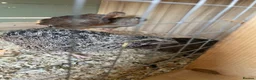 Quail poultry for sale: Male quail for rehoming  in Dover - Advert 1