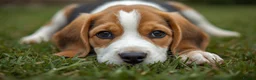 Beagle dogs for sale: Beagle puppies for sale  - Advert 9