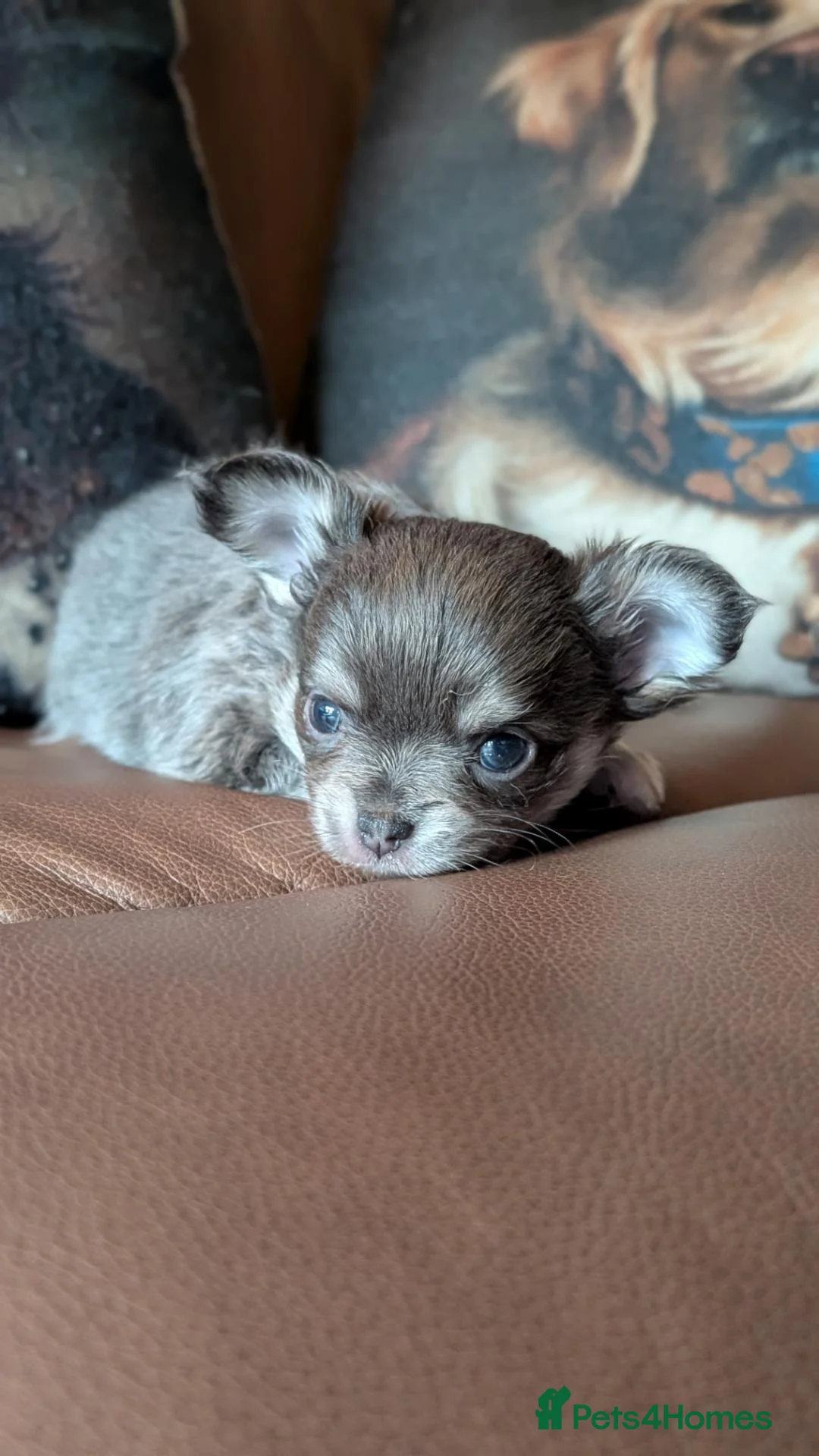 Chihuahua dogs for sale: 5⭐ KC reg Tiny long hair chihuahua  - Advert 17