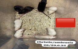 Rat rodents for sale: Baby and young rats ready now. Sheffield - Image 18