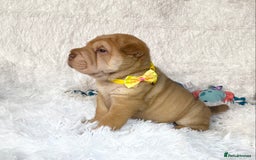 Shar Pei dogs for sale: ⭐️Quality Shar pei puppies for sale⭐️ - Image 28