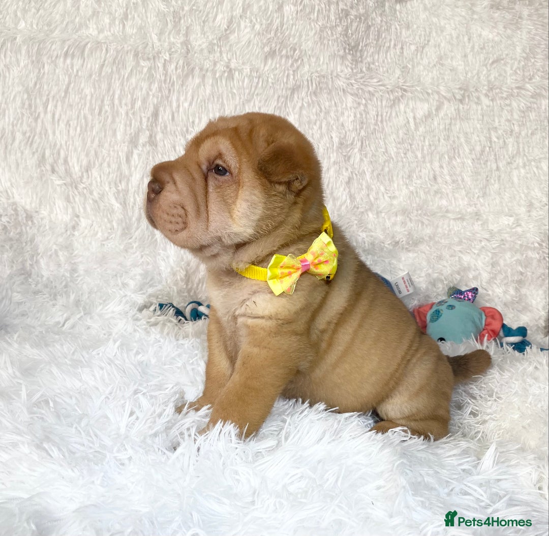 Shar Pei dogs for sale: ⭐️Quality Shar pei puppies for sale⭐️ - Image 28