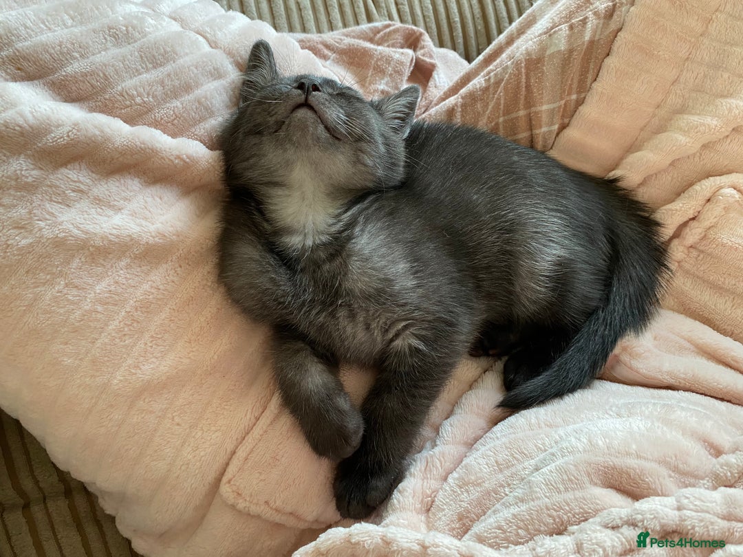 British Shorthair cats for sale: Uniquely- coloured Black & Grey Kitten - Image 4