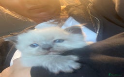 Ragdoll cats for sale: Ragdoll kittens  - Image 7
