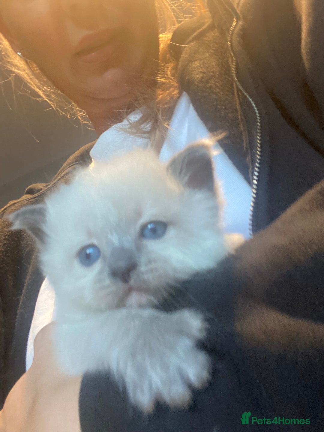 Ragdoll cats for sale: Ragdoll kittens  - Image 7