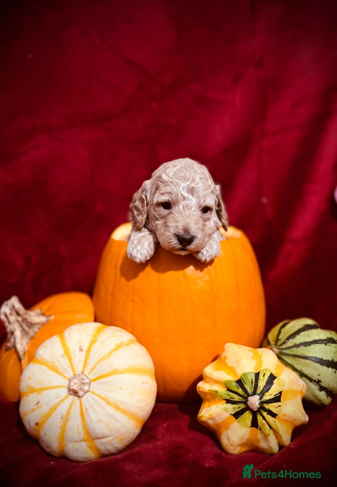 Miniature Poodle dogs for stud: Miniature Poodle Stud  - Image 6