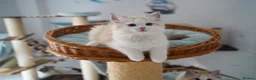 Ragdoll cats for sale: TICA registered seal lynx bicolor boy  - Advert 1