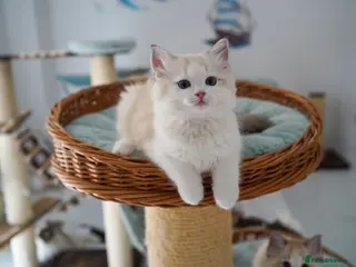 Ragdoll cats TICA registered seal lynx bicolor boy - Advert 2