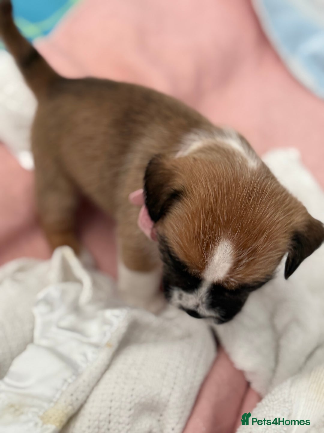 Mixed Breed dogs for sale: Beautiful puppies  - Image 6