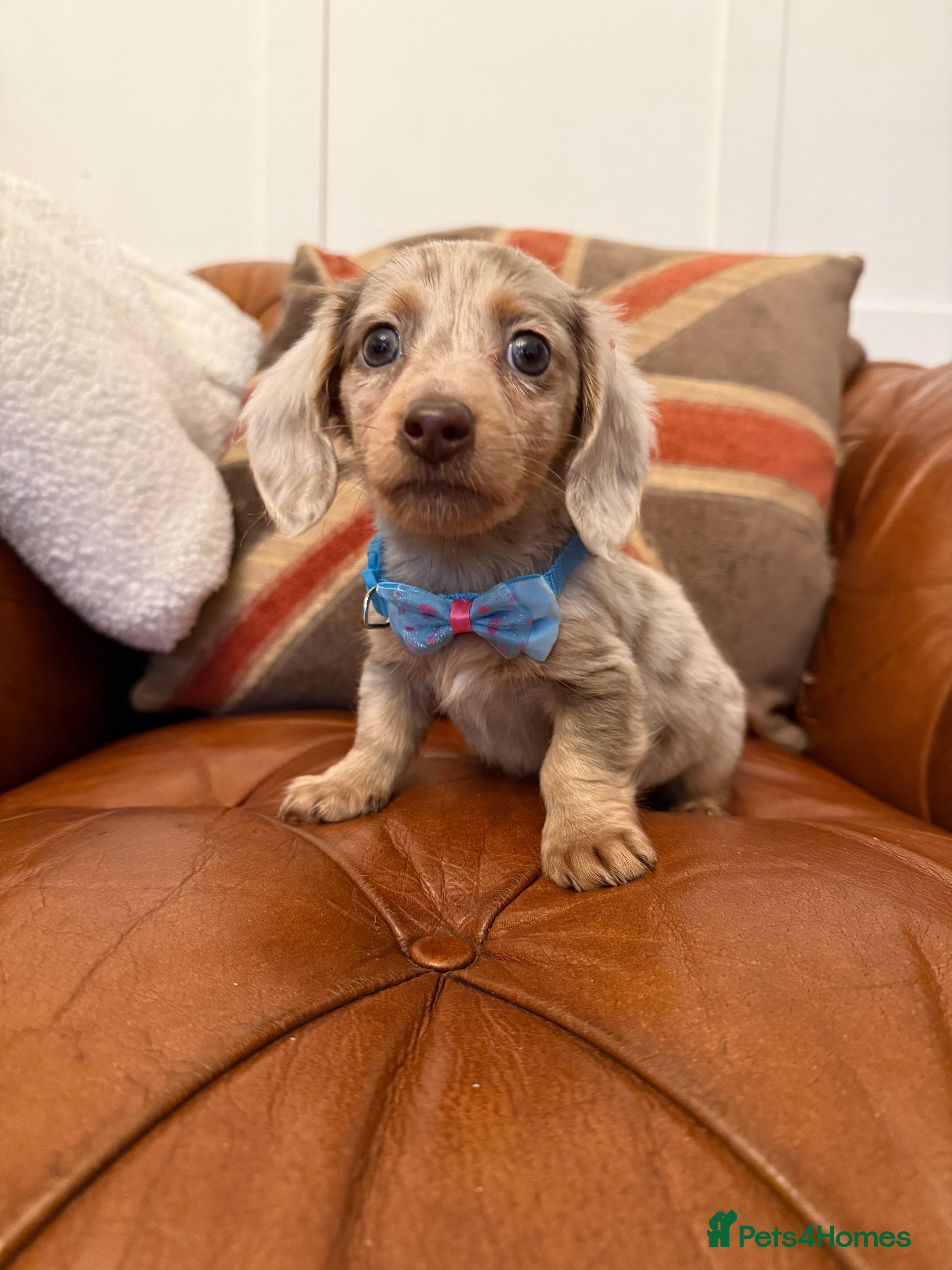 Miniature Dachshund dogs Stunning Pups 5 ⭐ Star Licensed 5 ⭐ Reviews!  - Advert 7