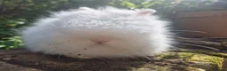Angora rabbits for sale: 💜 Gorgeous Teddydwerg babies- parents imprted 💜 - Advert 3