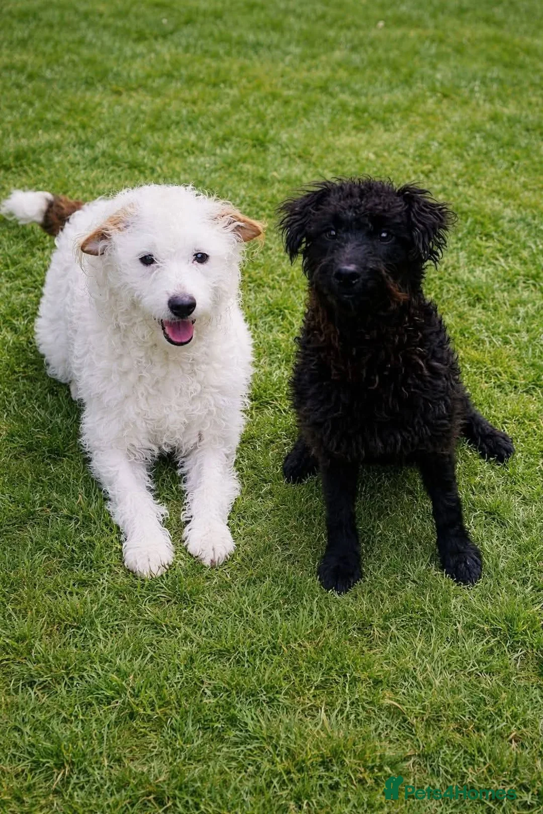 Patterjack dogs for sale: Patterjack puppies  - Advert 1