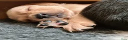 Labrador Retriever dogs for sale: Beautiful Labrador Puppies!  - Advert 1
