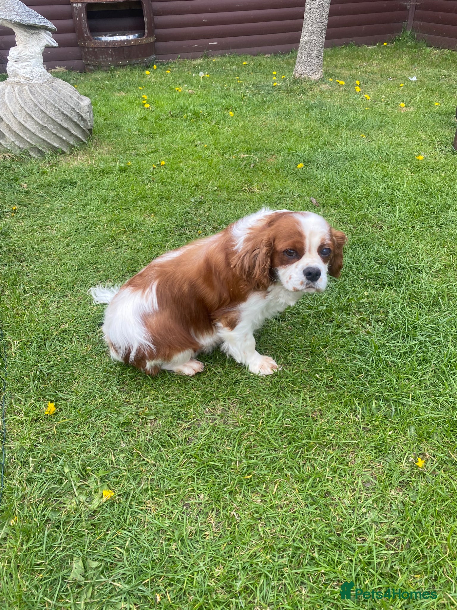 Cavalier King Charles Spaniel dogs Cavalier King Charles Spaniels - Advert 1