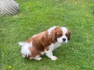 Cavalier King Charles Spaniel dogs Cavalier King Charles Spaniels - Advert 2