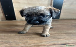 Border Terrier dogs for sale: Border Terrier pups Female - Image 3