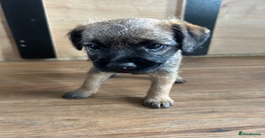 Border Terrier dogs - Advert 2