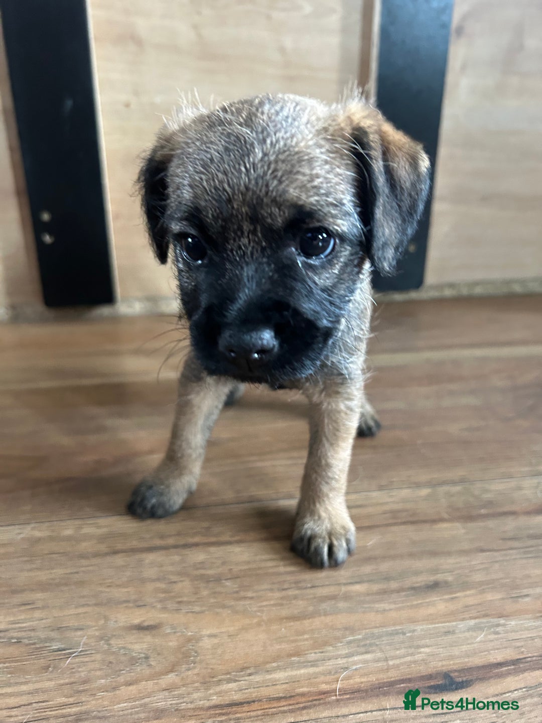 Border Terrier dogs for sale: Border Terrier pups Female - Image 3