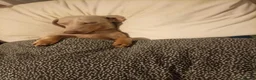 Miniature Dachshund dogs for adoption: STEFAN, a Superb S-H Sausage Boy for a Loving Home in Grantham - Advert 14