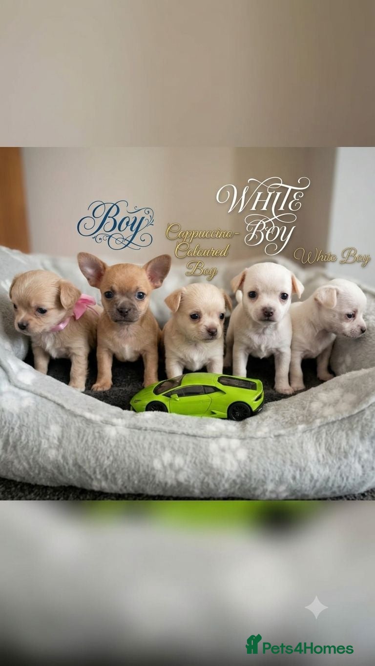 Chihuahua dogs Adorable Chihuahua puppies:) 6 Weeks old :)  - Advert 4