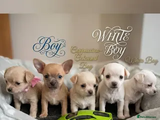 Chihuahua dogs Adorable Chihuahua puppies:) 6 Weeks old :) - Advert 2