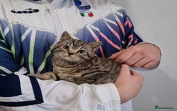 British Shorthair cats for sale: Stunning stripy British shorthair in Eastbourne - Image 13