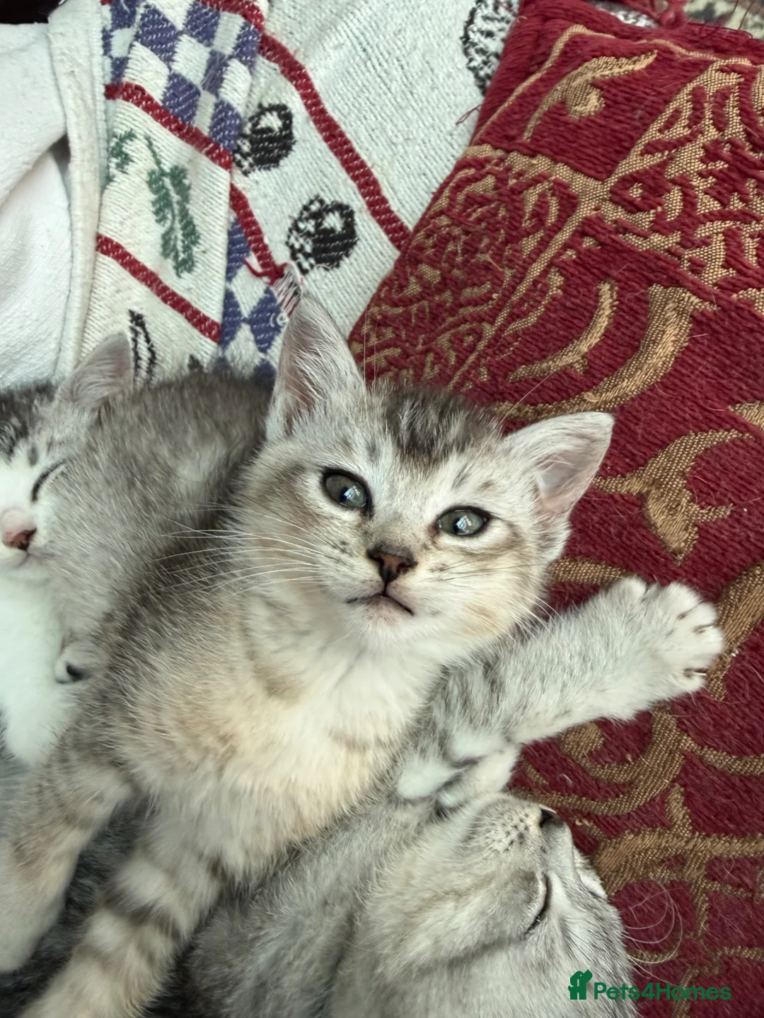 Mixed Breed cats for sale: Burmilla cross male kitten - Advert 5