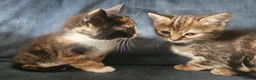 Mixed Breed cats for sale: 2 Darling girls  - Advert 2