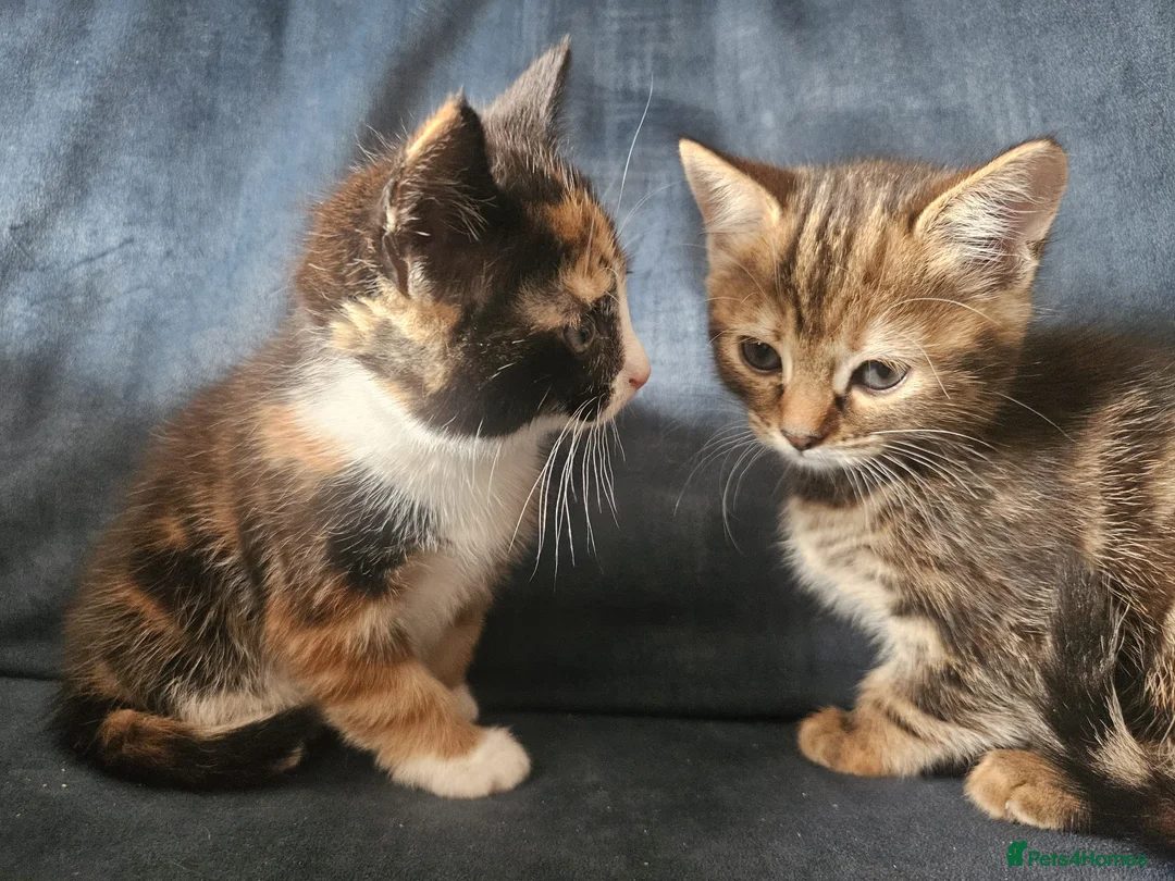 Mixed Breed cats for sale: 2 Darling girls  - Advert 2