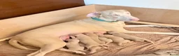 Dobermann dogs for sale: Exceptional White & Cream Doberman Puppies - Advert 4
