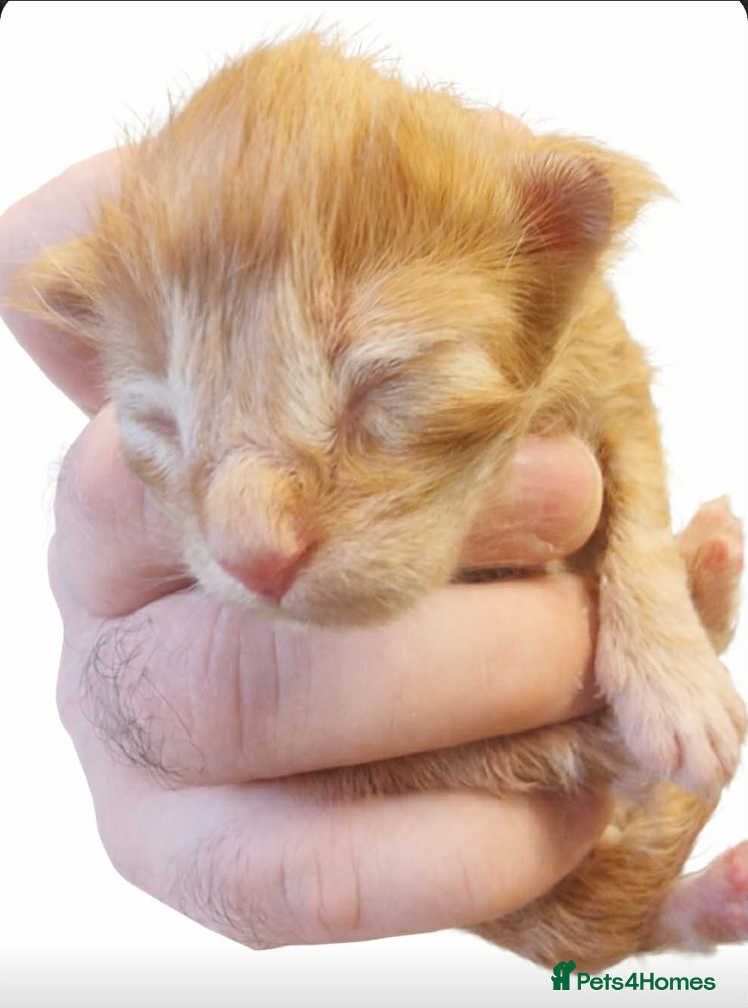 Maine Coon cats for sale: Beautiful litter of mainecoon babies😍 - Advert 6