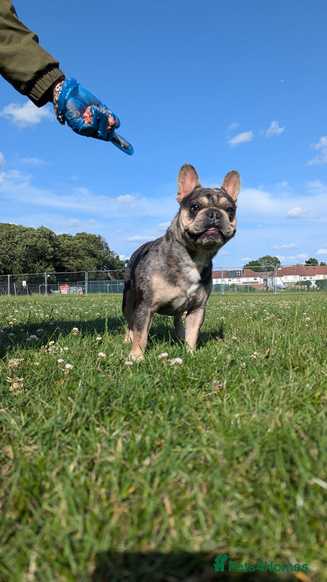 French Bulldog dogs for stud: Biscuit the KC REGISTERED French Bulldog Stud 💙🐶 - Advert 6