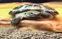 Tortoise reptiles for sale: Horsefield tortoise approx 2 years old - Image 3