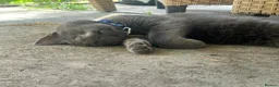 Mixed Breed cats for sale: Russian Blue Mixed Male - Simba - Advert 10