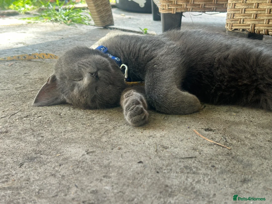 Mixed Breed cats for sale: Russian Blue Mixed Male - Simba - Advert 10