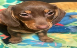 Miniature Dachshund dogs for sale: Miniature dachshunds, ready now - Image 3