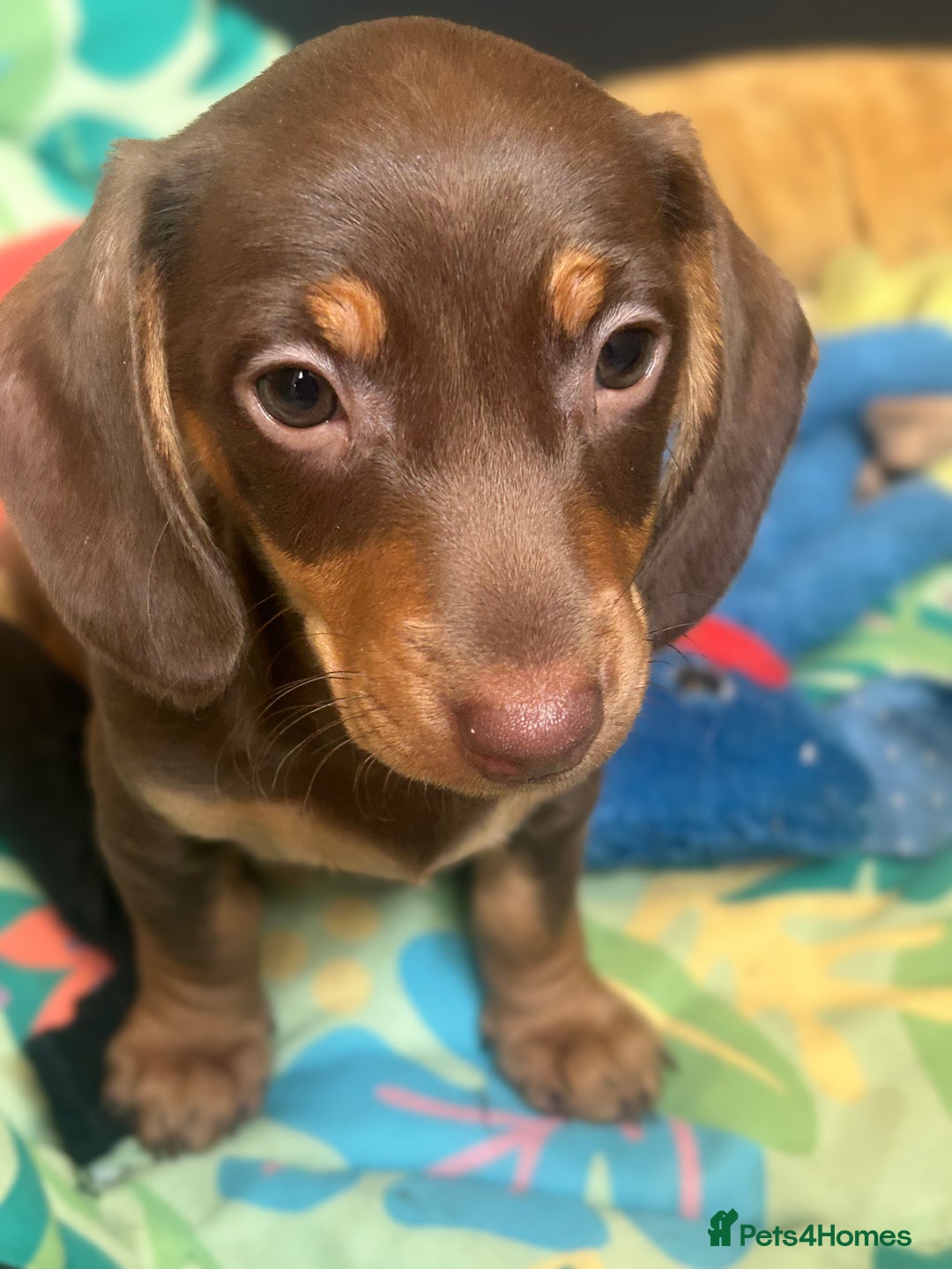 Miniature Dachshund dogs for sale: Miniature dachshunds, ready now - Image 3