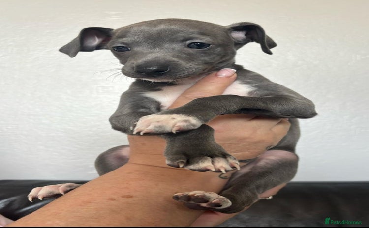 Italian Greyhound dogs - Advert 1