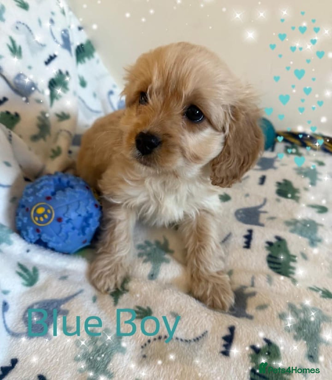 Cavapoo dogs for sale: ✨Ready Now🐾Exceptional Cavapoo Puppies🐾 - Image 11