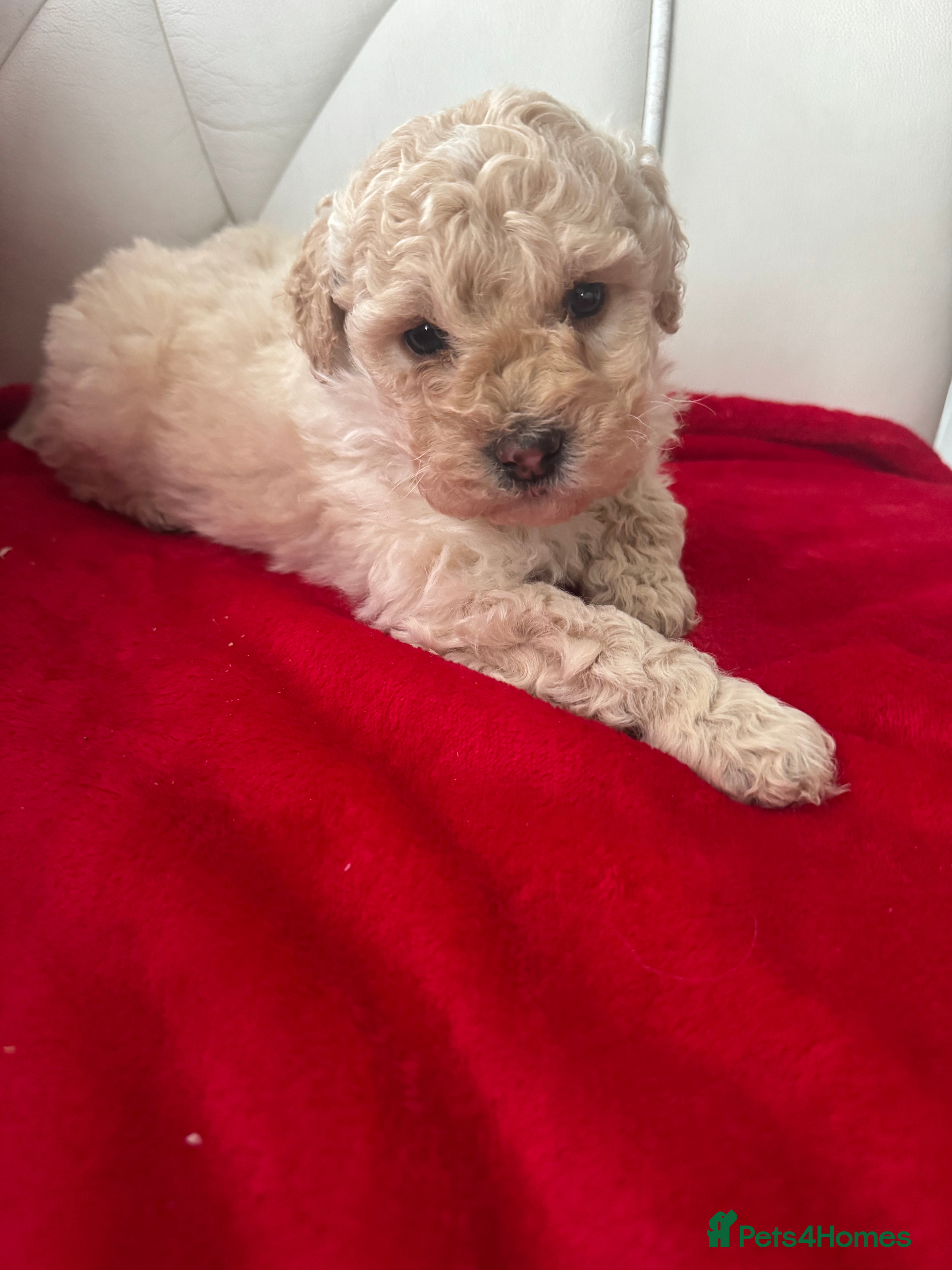 Yorkiepoo dogs Beautiful boy - Advert 1