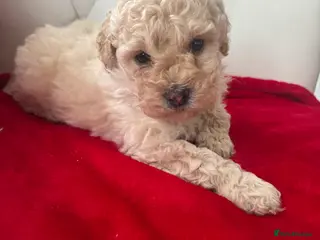 Yorkiepoo dogs Beautiful boy - Advert 1